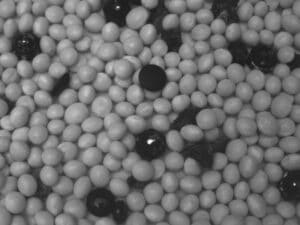 Black beans imaged by SWIR light camera