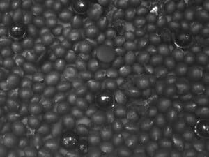 Black beans imaged by visible light camera